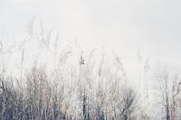 Paysage de roseaux et d'herbes