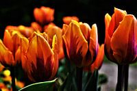 Oranje Tulpen