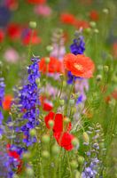 Veldbloemen rood en blauw