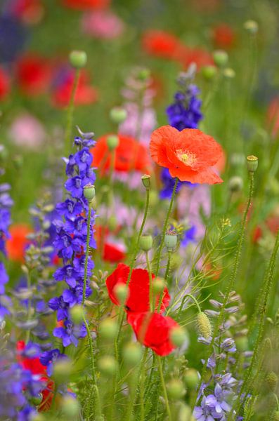 Veldbloemen rood en blauw by Yvonne van der Meij