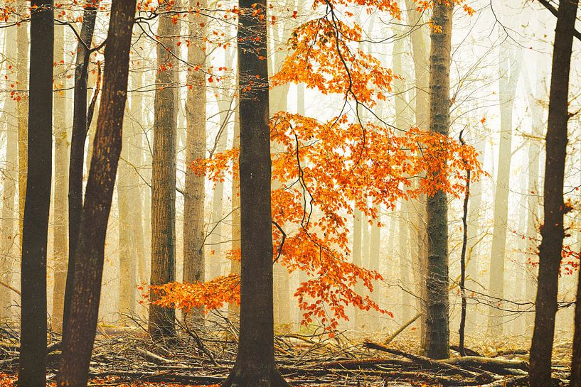 Der Orangenwald-Reiter von Lars van de Goor