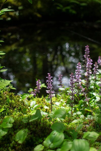 Lavender by Beau Aimée Mols