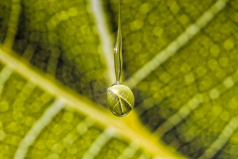 Grape Leaf in a drop par Focco van Eek