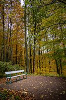 Point de repos dans la forêt d'automne