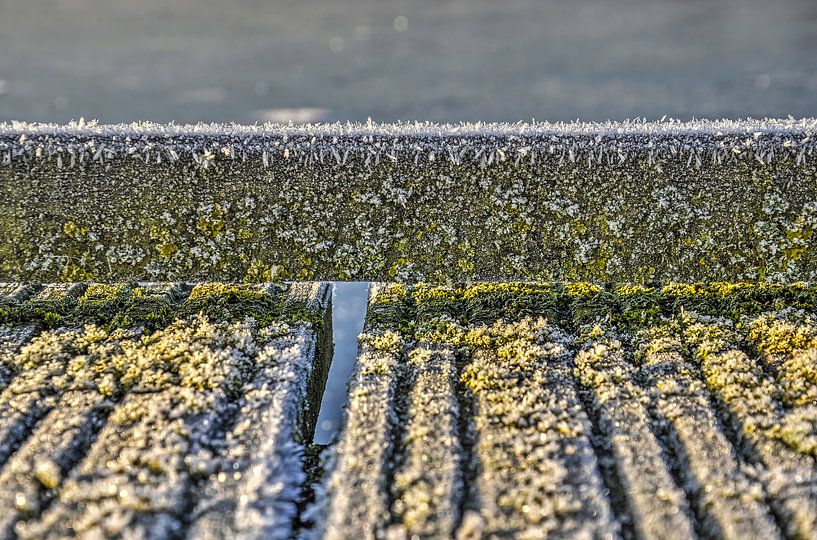 Frost, Lichen and Wood by Frans Blok - photos, art and other wall decoration
