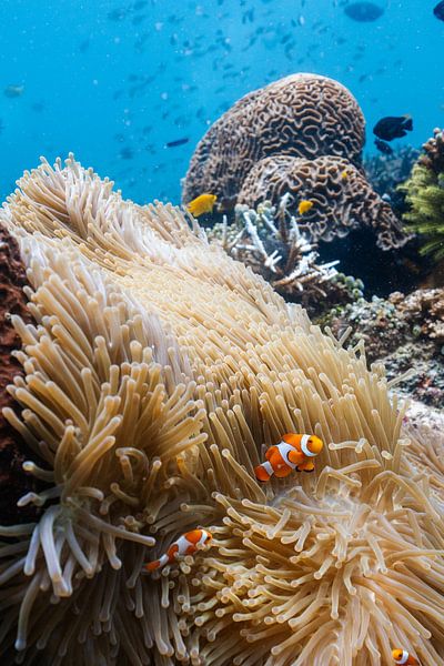 Magie sous-marine par Romy Oomen