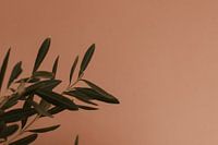 Olive branch in front of orange wall - Travel Photography, Greece - Zakynthos