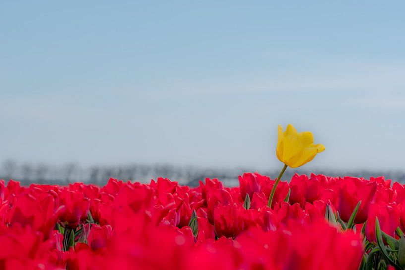 Gele tulp boven rood tulpenveld par Moetwil en van Dijk - Fotografie