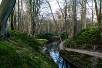 Wald in Elswout mit einer märchenhaften Atmosphäre