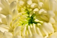 Die Schönheit einer Blume