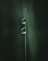 Deux gouttes de rosée sur un brin d'herbe