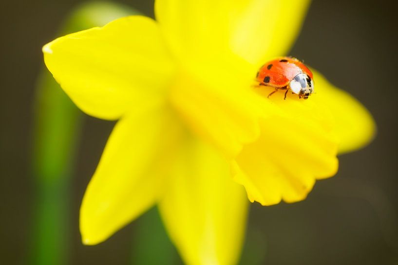 sentiments de printemps par Marloes van Pareren