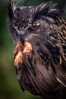 Owl with a prey in its beak