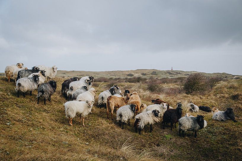 Isländische Schafe im nüchternen holländischen Ton von Texel | Fine Art Nature Photography in the Ne von Evelien Lodewijks