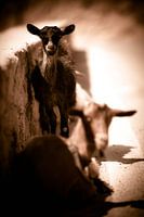 Goats I