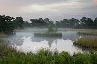 Dämpfende Moore in der Morgensonne.