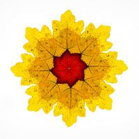 Kaleidoskop von Herbstblättern