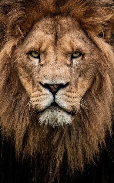 Leo par Design Wall Arts