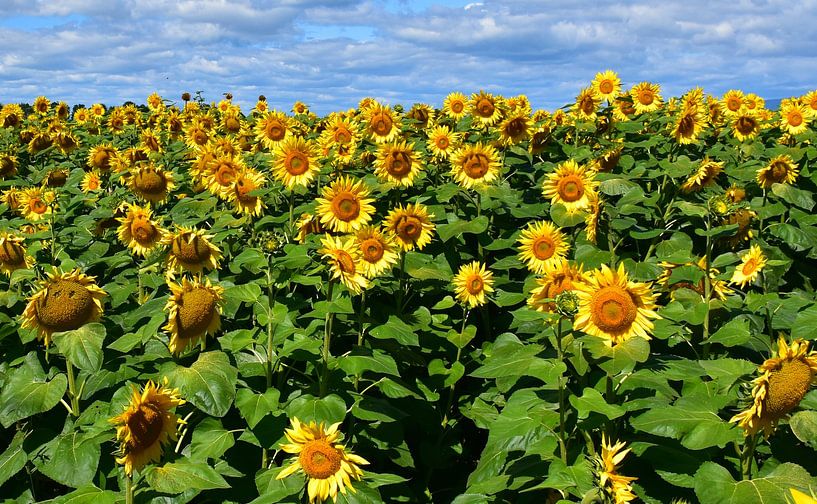 Un champ de fleurs de tournesols par Claude Laprise
