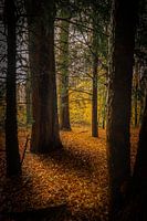 Ombre et lumière entre les arbres.