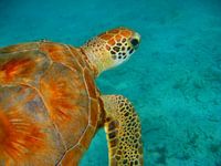 Seaturtle