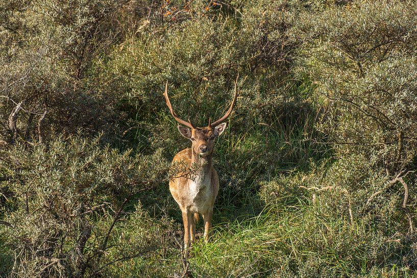 Cerfs de barrage dans les dunes d'Amsterdam pour l'approvisionnement en eau par John van de Gazelle fotografie