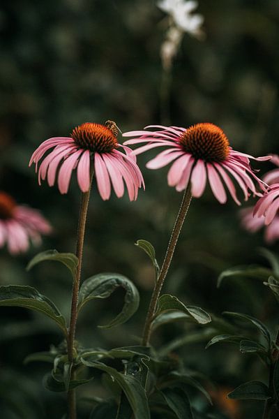 Echinacea sun hat flowers with a bee by Yvette Baur