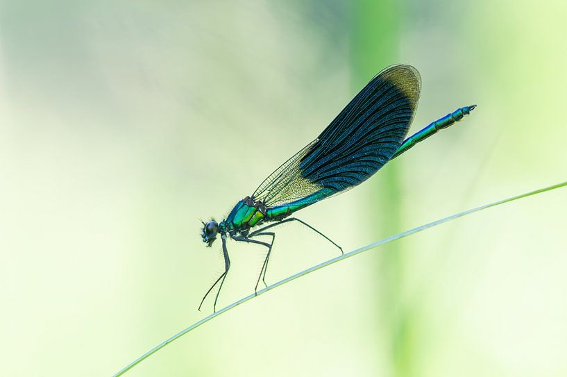Weidebeekjuffer op riet van Hugo Meekes