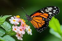 orangefarbener Schmetterling auf Blume