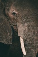 Close-up of an elephant during a safari in Botswana