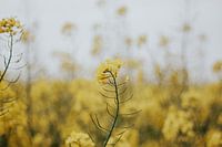 Nature photography | Landscape of yellow flowers field