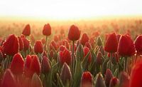 Rote Tulpen in der Morgensonne