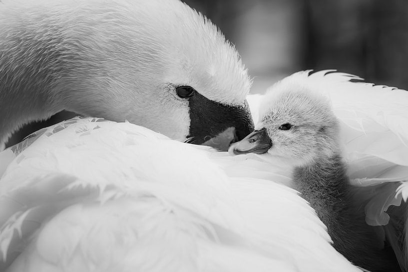 Zuneigung von Daniela Beyer