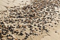 coquillages sur la plage