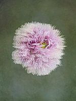 Schlaflampe aus der Fliegensalbenserie