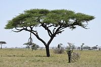 Luipaard in boom op Serengeti
