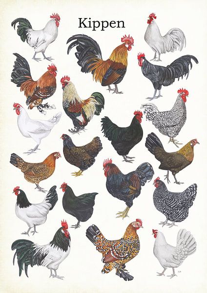 Poulets par Jasper de Ruiter