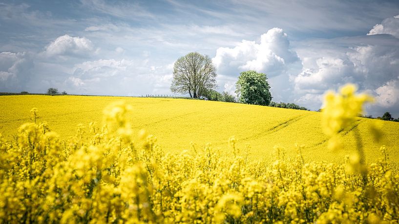 Koolzaadveld van Steffen Henze