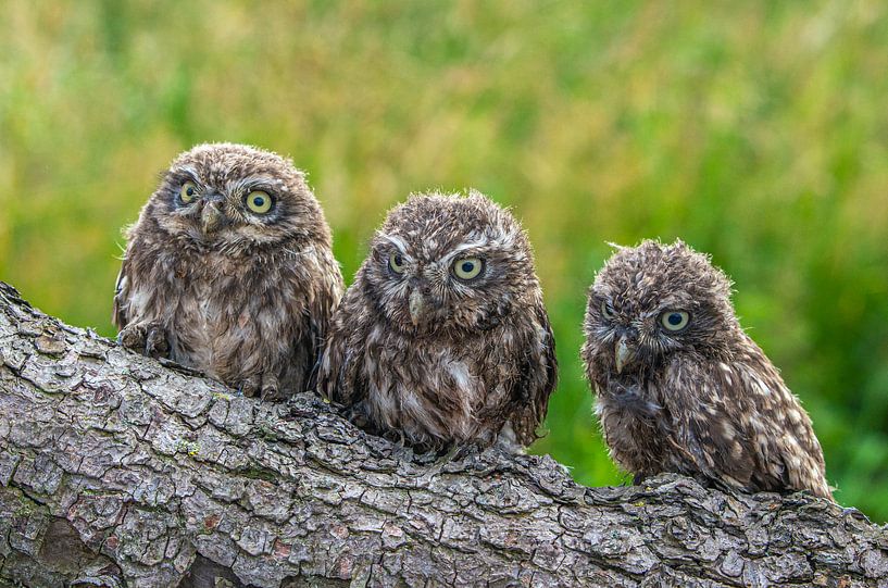 Attentif par Friedhelm Peters