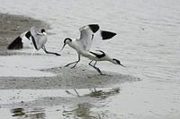 kluut aan het strijden