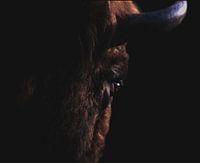 Porträt des europäischen Wisents