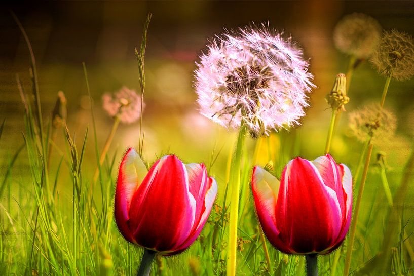 FLORE : TULIPES ROUGES ET PAMPLEMOUSSES par Photoart-Naegele