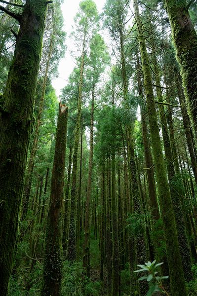 Forêt des Açores : majestueuse cathédrale verte par Alle Kuperus