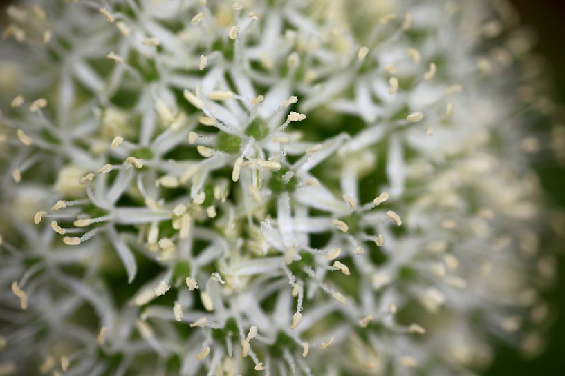 Alliance by Thomas Jäger