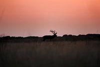 Silhouette eines Rothirsches