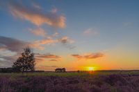Sunrise at the purple heather and burial mounds on the Regte Heide