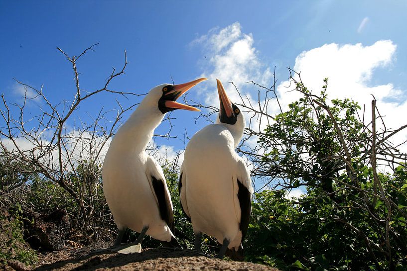 Masked Gannets by Antwan Janssen