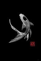 carp koi in black