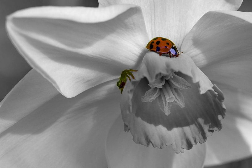 Kleine Blumenbesucher von Ursula Di Chito