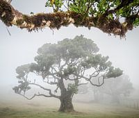 Arbre dans la brume sous une canopée